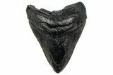Fossil Megalodon Tooth - South Carolina #325771-1